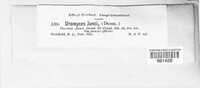 Uromyces junci image